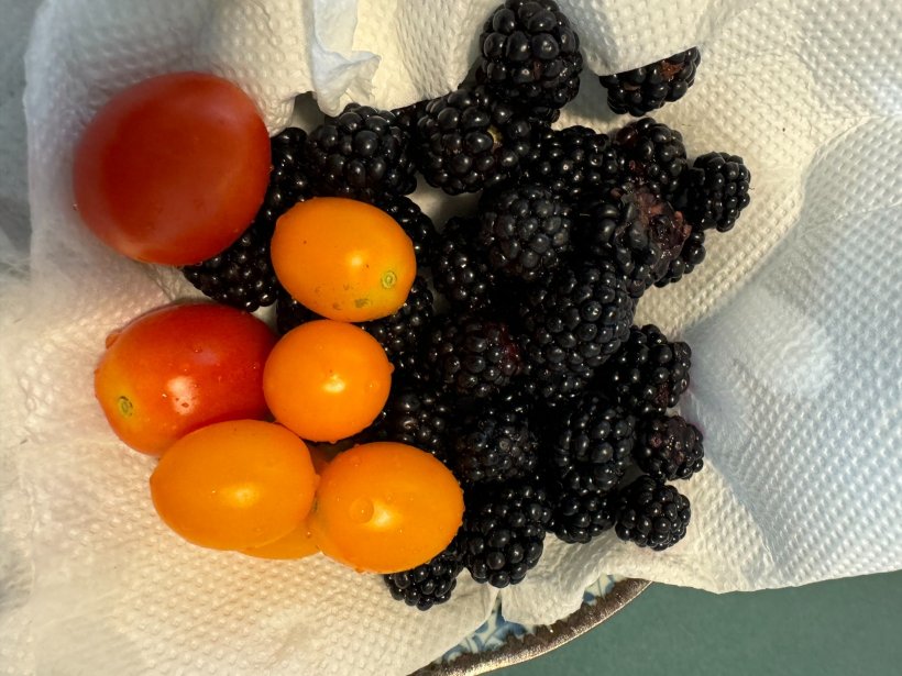 トマトとブラックベリーがお皿に入っている